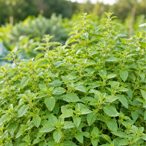 Oregano Pantokrator o łagodnym przyjemnym aromatem i smakiem nasiona 0,05 g - ReinSaat