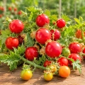Psianka Litchi Tomato odmiana o licznych czerwonych owocach nasiona 20szt. - ReinSaat 