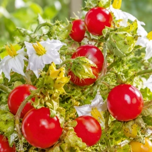 Psianka Litchi Tomato odmiana o licznych czerwonych owocach nasiona 20szt. - ReinSaat 