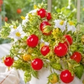 Psianka Litchi Tomato odmiana o licznych czerwonych owocach nasiona 20szt. - ReinSaat 