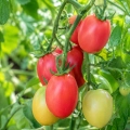 Pomidor Pink Thai Egg odmiana o jajowatym kształcie owoców i atrakcyjnym jasnoróżowym kolorze nasiona 0,1 g - Žalia stotelė