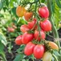 Pomidor Pink Thai Egg odmiana o jajowatym kształcie owoców i atrakcyjnym jasnoróżowym kolorze nasiona 0,1 g - Žalia stotelė