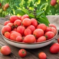 Pomidor Pink Thai Egg odmiana o jajowatym kształcie owoców i atrakcyjnym jasnoróżowym kolorze nasiona 0,1 g - Žalia stotelė