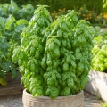 Bazylia tajska Everleaf Thai Towers wysoka do uprawy w donicach nasiona 20 szt. - Lucia Elite