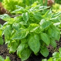 Bazylia właściwa Large Sweet aromatyczna i bardzo smaczna nasiona 1g - AGRONOM