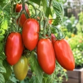 Pomidor Giano H odmiana hybrydowa typu San Marzano o licznych owocach nasiona 10 szt. - Žalia stotelė