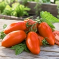 Pomidor Giano H odmiana hybrydowa typu San Marzano o licznych owocach nasiona 10 szt. - Žalia stotelė