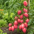 Pomidor Plumbrella Rosy Pink o licznych owocach w malinowym kolorze nasiona 5 szt. - Žalia stotelė