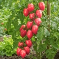 Pomidor Plumbrella Rosy Pink o licznych owocach w malinowym kolorze nasiona 5 szt. - Žalia stotelė