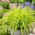 Prosownica rozpierzchła American milletgrass Aureum nasiona 30 szt. - Žalia stotelė