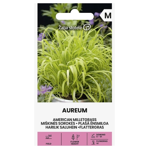 Prosownica rozpierzchła American milletgrass Aureum nasiona 30 szt. - Žalia stotelė