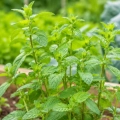 Mięta polej Pennyroyal aromatyczna i mocno kwitnąca nasiona 0,1g - AGRONOM