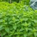 Mięta polej Pennyroyal aromatyczna i mocno kwitnąca nasiona 0,1g - AGRONOM