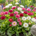 Stokrotka pospolita kolorowe kwiaty nasiona 0,1g - AGRONOM