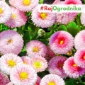 Stokrotka pospolita kolorowe kwiaty nasiona 0,1g - AGRONOM