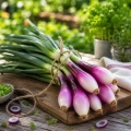 Cebula Rossa di Firenze bardzo smaczna odmiana nasiona ekologiczne 1,5 g - Organic Way
