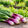 Cebula Rossa di Firenze bardzo smaczna odmiana nasiona ekologiczne 1,5 g - Organic Way