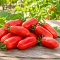 Pomidor Pozzano H odmiana mieszańcowa typu San Marzano bardzo plenna nasiona 7 szt. - Žalia stotelė