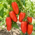 Pomidor Pozzano H odmiana mieszańcowa typu San Marzano bardzo plenna nasiona 7 szt. - Žalia stotelė