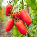 Pomidor Pozzano H odmiana mieszańcowa typu San Marzano bardzo plenna nasiona 7 szt. - Žalia stotelė