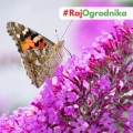 Budleja Dawida zwana motylim krzewem o kolorowych kwiatostanach nasiona 0,1 g - Žalia stotelė