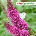 Budleja Dawida zwana motylim krzewem o kolorowych kwiatostanach nasiona 0,1 g - Žalia stotelė