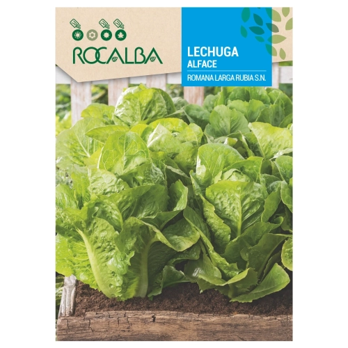 Sałata rzymska Romana Larga Rubia odmiana o smacznych i kruchych liściach nasiona 6 g - Rocalba