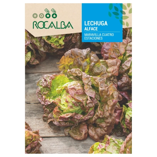 Sałata Maravilla Cuatro Estaciones odmiana o smacznych liściach nasiona 6 g - Rocalba