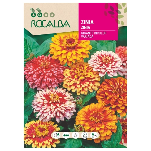 Cynia wytworna Giant Bicolour Mixed o pięknych kolorowych kwiatach nasiona 6 g - Rocalba