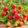 Psianka Litchi Tomato odmiana o licznych czerwonych owocach nasiona 20szt. - ReinSaat 