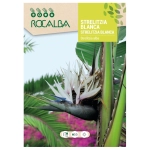 Strelicja biała Strelitzia alba o pięknych białych kwiatach nasiona 3 szt. - Rocalba