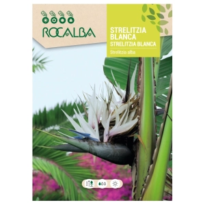 Strelicja biała Strelitzia alba o pięknych białych kwiatach nasiona 3 szt. - Rocalba