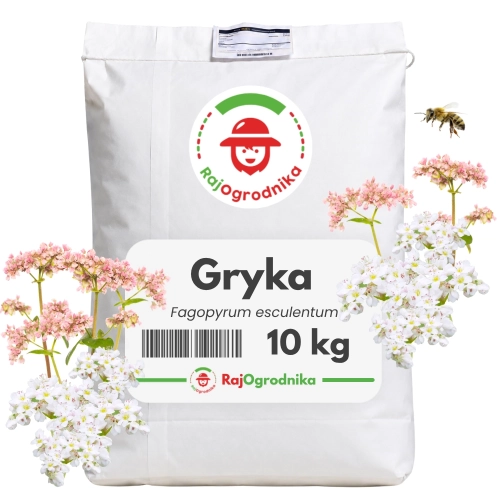 GRYKA 10 KG nasiona miododajna na poplon wzbogaca glebę - REDUM 