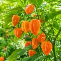 Papryka ostra Habanero Orange ostrość 150 000 pcs. Scoville nasiona 0,5 g - Rocalba