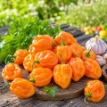 Papryka ostra Habanero Orange ostrość 150 000 pcs. Scoville nasiona 0,5 g - Rocalba