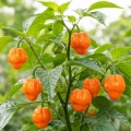 Papryka ostra Habanero Orange ostrość 150 000 pcs. Scoville nasiona 0,5 g - Rocalba