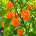 Papryka ostra Habanero Orange ostrość 150 000 pcs. Scoville nasiona 0,5 g - Rocalba