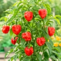 Papryka ostra Habanero Red ostrość 300 000 pcs. Scoville nasiona 0,5 g - Rocalba