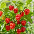 Papryka ostra Habanero Red ostrość 300 000 pcs. Scoville nasiona 0,5 g - Rocalba