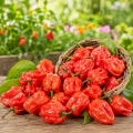 Papryka ostra Habanero Red ostrość 300 000 pcs. Scoville nasiona 0,5 g - Rocalba