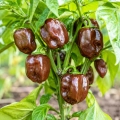 Papryka ostra Chocolate Habanero ostrość 450 000 pcs. Scoville nasiona 25 szt. - Rocalba