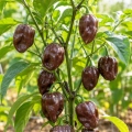 Papryka ostra Chocolate Habanero ostrość 450 000 pcs. Scoville nasiona 25 szt. - Rocalba