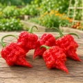 Papryka ostra Carolina Reaper ostrość 2 000 000 pcs. Scoville nasiona 8 szt. - Rocalba 