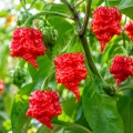 Papryka ostra Carolina Reaper ostrość 2 000 000 pcs. Scoville nasiona 8 szt. - Rocalba 