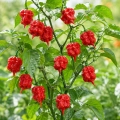 Papryka ostra Carolina Reaper ostrość 2 000 000 pcs. Scoville nasiona 8 szt. - Rocalba 