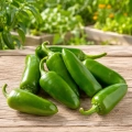 Papryka ostra Jalapeno M ostrość 5000 pcs. Scoville nasiona 0,5 g - Rocalba