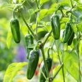 Papryka ostra Jalapeno M ostrość 5000 pcs. Scoville nasiona 0,5 g - Rocalba