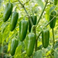 Papryka ostra Jalapeno M ostrość 5000 pcs. Scoville nasiona 0,5 g - Rocalba