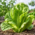 Sałata rzymska Romana Larga Rubia odmiana o smacznych i kruchych liściach nasiona 6 g - Rocalba