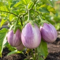 Bakłażan Rotonda Bianca Sfumata di Rosa odmiana o licznych owocach nasiona 3 g - Rocalba